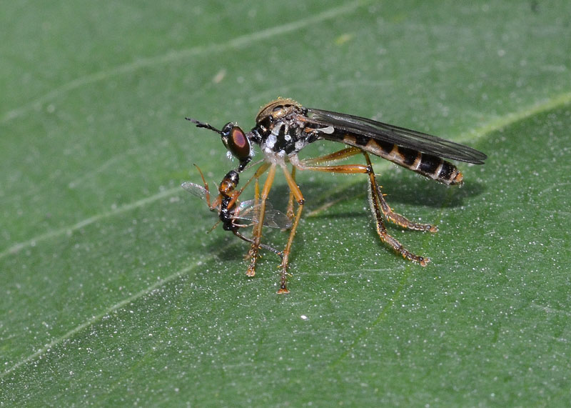 Dioctria sp.